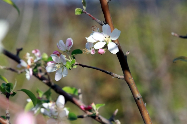 'Yalancı bahara' aldanan meyve ağaçları çiçek açtı