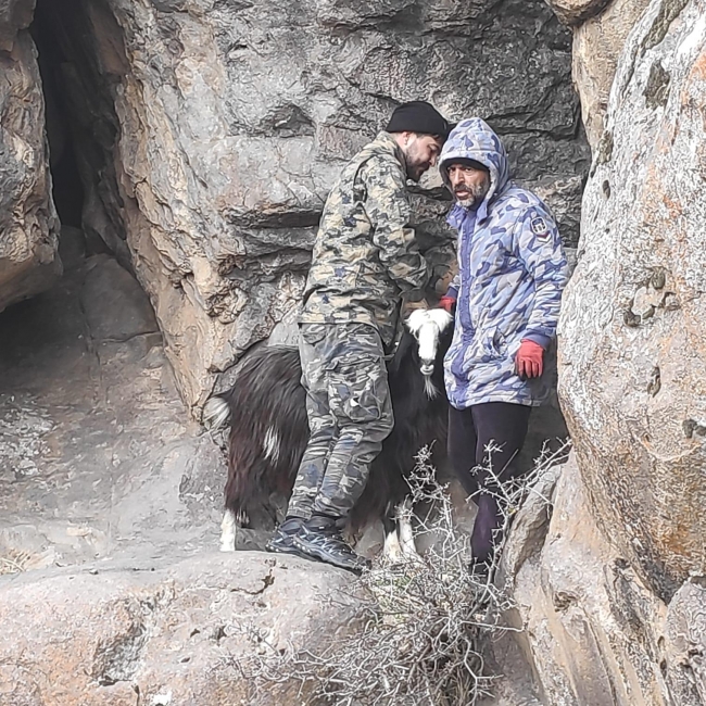 Kayalıkta sıkışan keçileri AFAD kurtardı