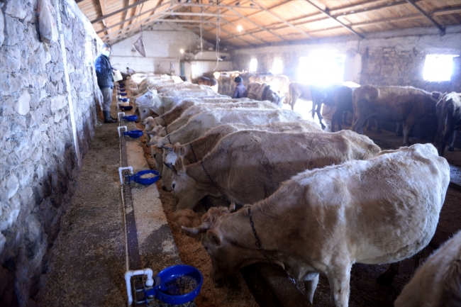 Kaybolmaya yüz tutan 'Zavot sığırı' sayısı desteklerle 9 kat arttı