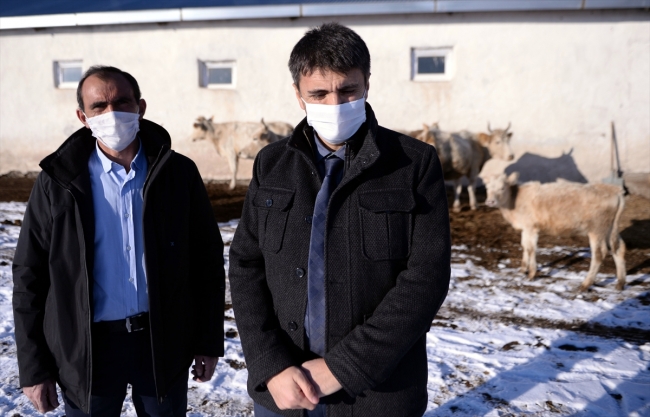 Kaybolmaya yüz tutan 'Zavot sığırı' sayısı desteklerle 9 kat arttı