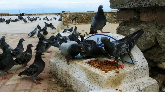 Bursa'da salgın döneminde sokak hayvanları unutulmadı