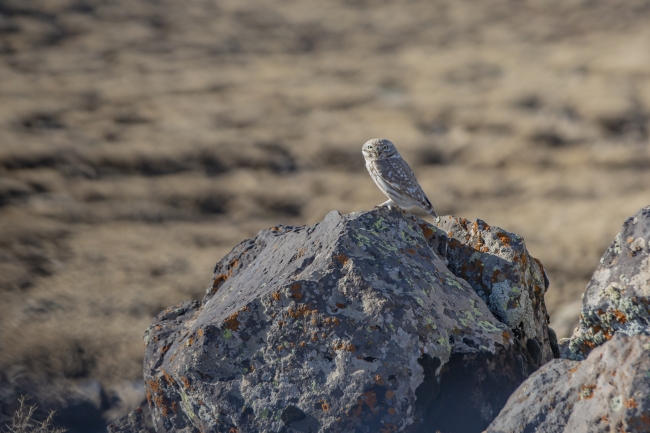 Athena (Kukumav) türü baykuşlar