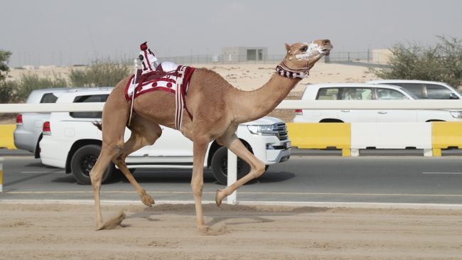 Katarlılar ata sporu deve yarışlarını severek sürdürüyor