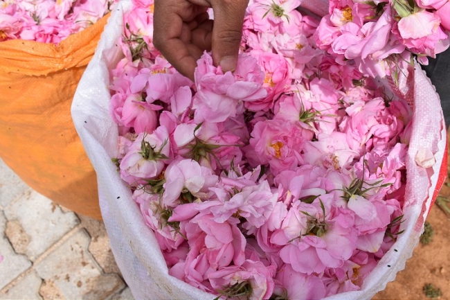 Gül kokulu köyün gül yağına Avrupa'dan talep