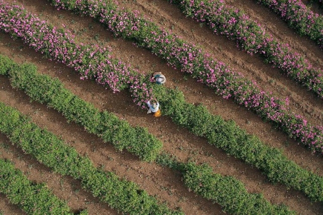 Gül kokulu köyün gül yağına Avrupa'dan talep