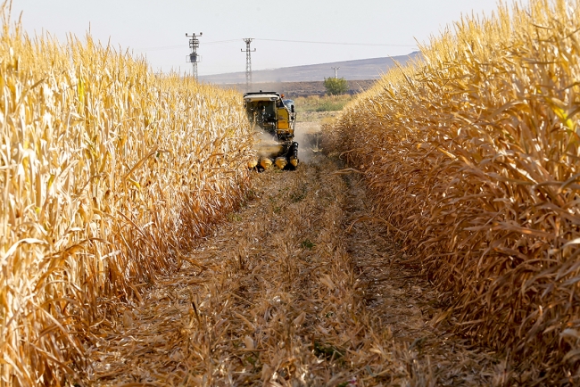 Diyarbakır'da mısırdan 400 bin ton rekolte bekleniyor