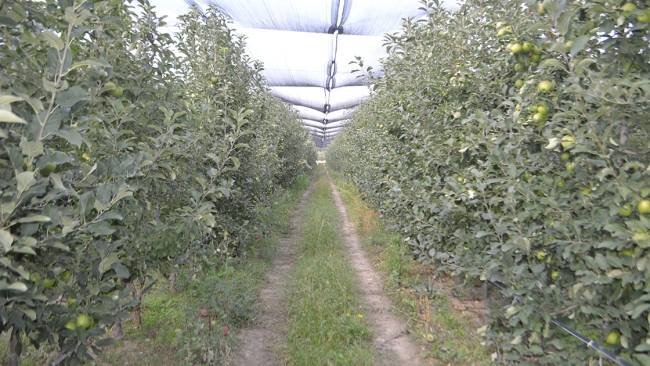 Afyonkarahisar'dan 3 kıtaya elma ihracatı