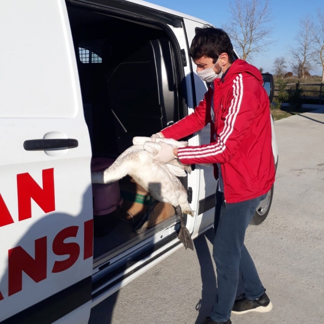 Samsun'da göç yorgunu kuğu tedaviye alındı
