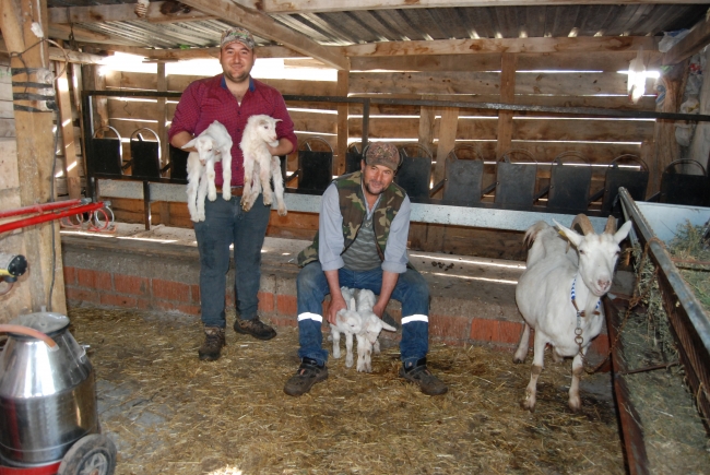 Çanakkale'de keçi beşiz doğurdu