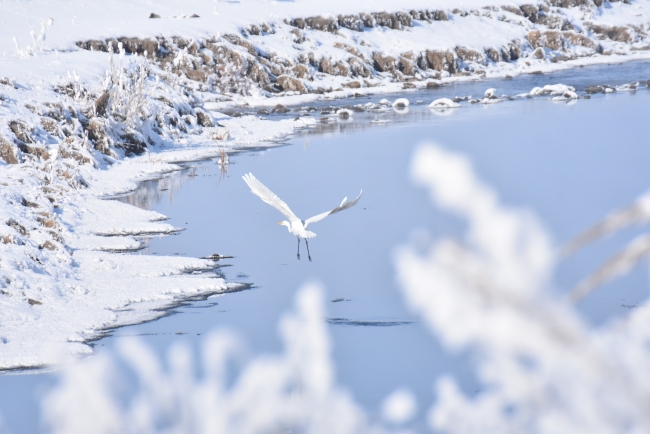 Kars'taki sulak alanlar göçmen kuşları ağırlıyor