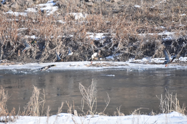 Kars'taki sulak alanlar göçmen kuşları ağırlıyor