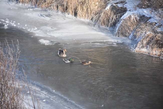 Kars'taki sulak alanlar göçmen kuşları ağırlıyor