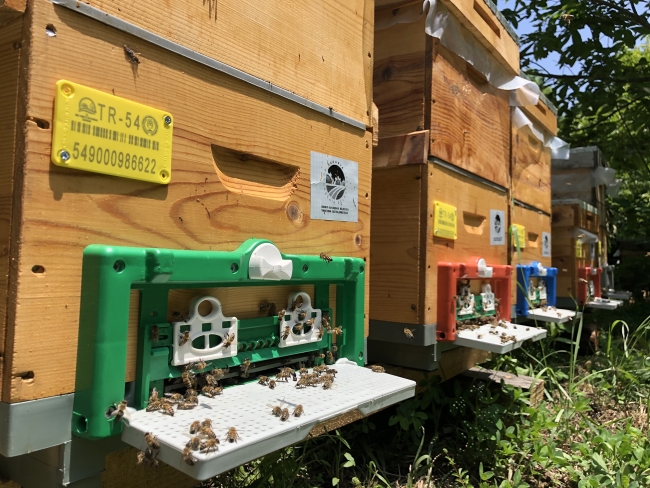 Sakarya arıcılıkta Türkiye'ye model olacak