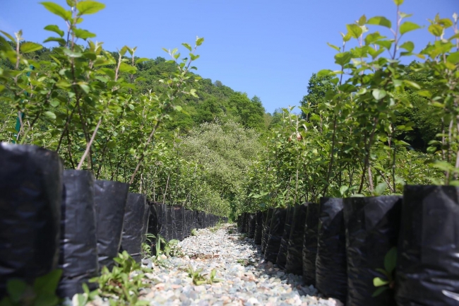 Trabzon’un "Yomra elması" coğrafi işaret tescil belgesi aldı