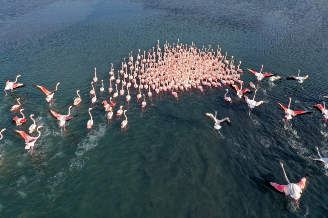 İzmir Kuş Cenneti flamingolarla şenlendi