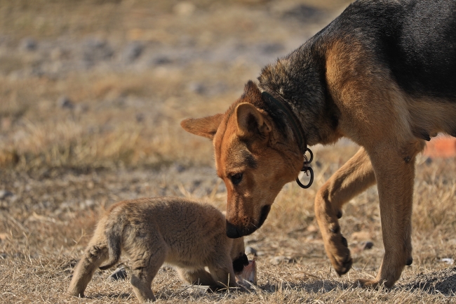 Bingöllü gençler kurduğu barınaklarda sokak hayvanlarına bakıyor