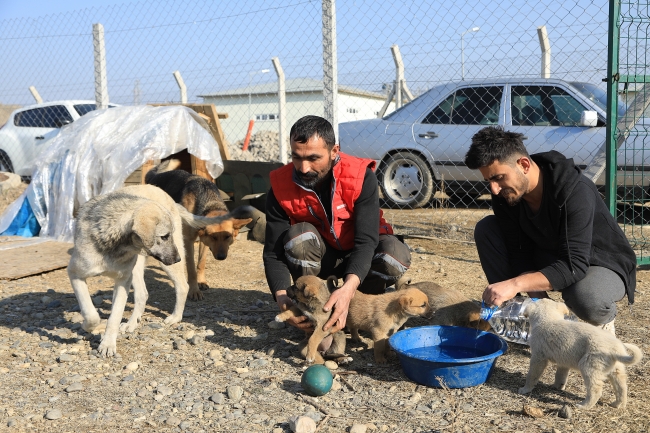 Bingöllü gençler kurduğu barınaklarda sokak hayvanlarına bakıyor