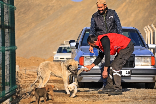 Bingöllü gençler kurduğu barınaklarda sokak hayvanlarına bakıyor