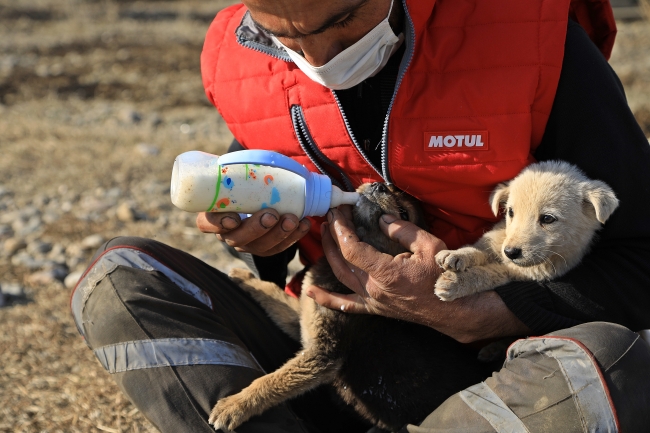 Bingöllü gençler kurduğu barınaklarda sokak hayvanlarına bakıyor