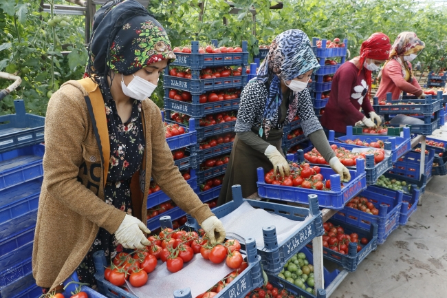Türkiye'nin domates ihracatı 313 milyon 405 bin dolara yükseldi