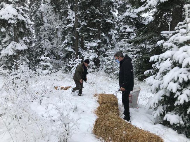 Bolu'da yabani hayvanlar için doğaya yem bırakıldı