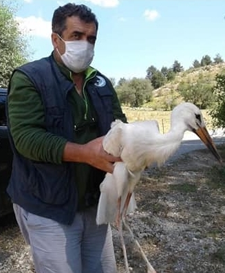 Kastamonu’da 79 yaban hayvan tedavi edildi