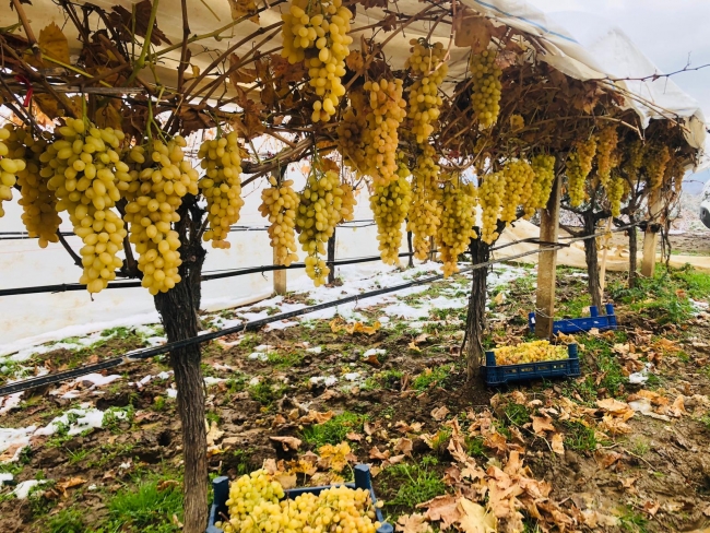Ocak ayında taze üzüm hasadı