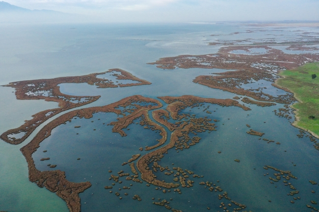 Gediz Deltası'nda kış kuşları kayıt altına alınıyor