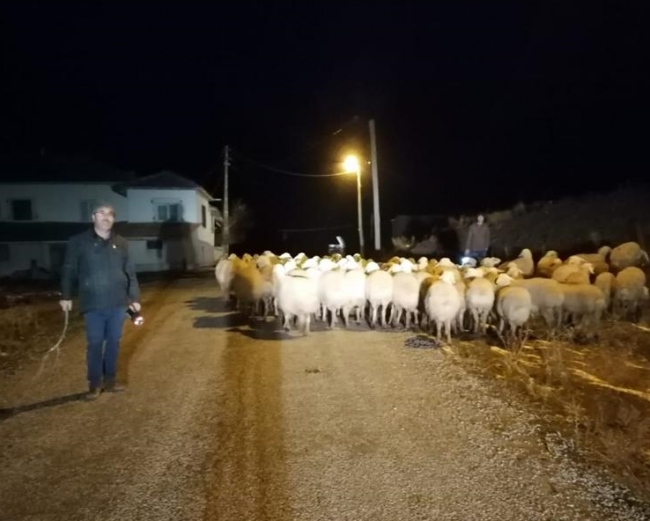 Yozgat'ta kaybolan 90 küçükbaş hayvanı jandarma buldu