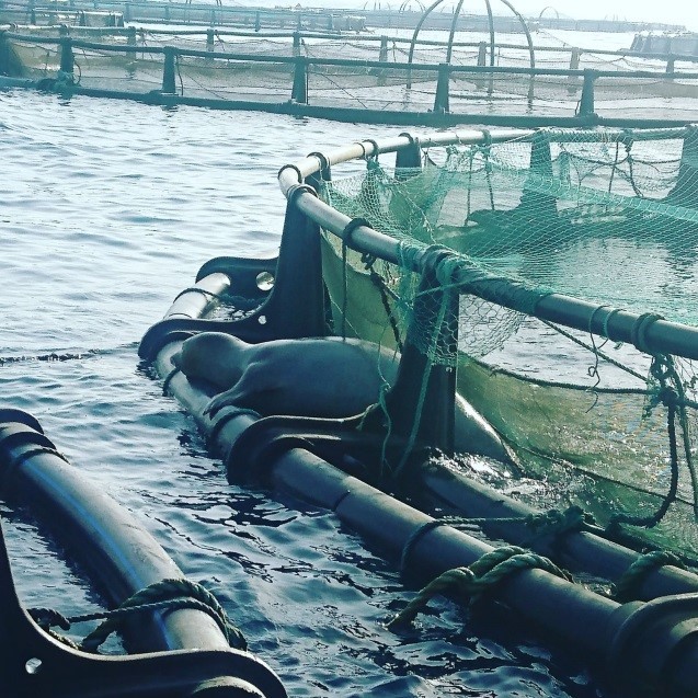 TÜBİTAK projesinde 39 farklı deniz canlısı görüntülendi