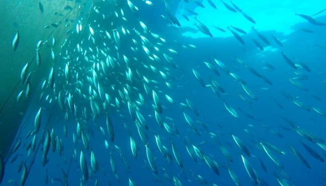 TÜBİTAK projesinde 39 farklı deniz canlısı görüntülendi