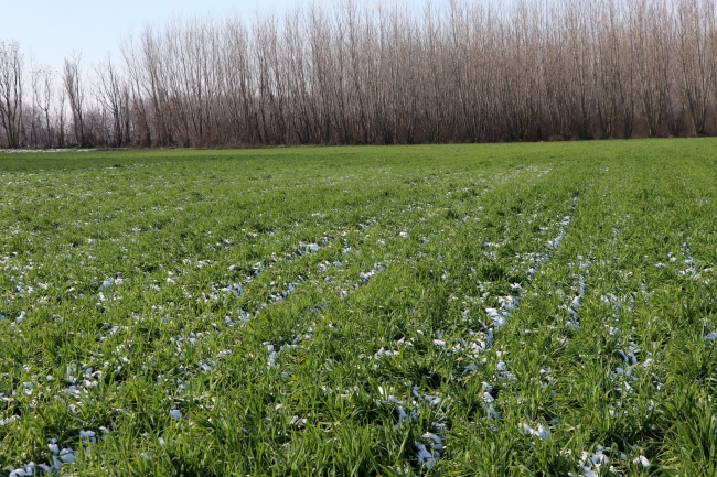 Kar yağışı Trakya çiftçisinin yüzünü güldürdü