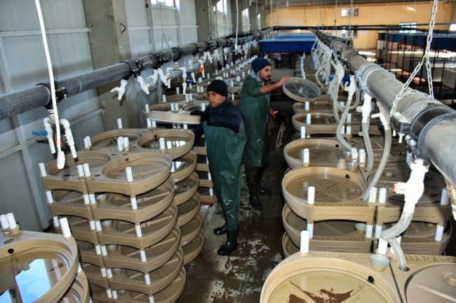 Varto’da somon balığı sağımı başladı