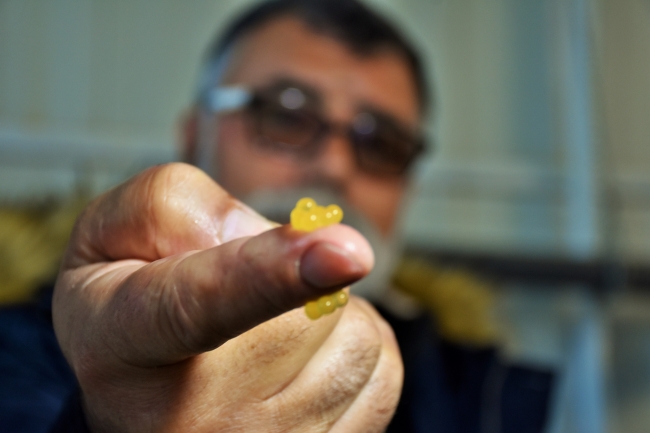 Varto’da somon balığı sağımı başladı