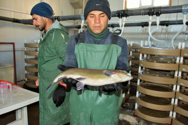 Varto’da somon balığı sağımı başladı