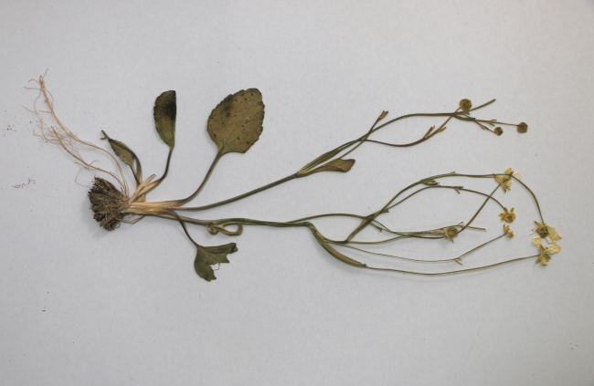 Tuz Gölü havzasında yeni bir bitki türü keşfedildi