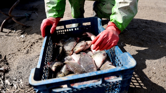 Tatlı su balıkçılarının zorlu kış mesaisi