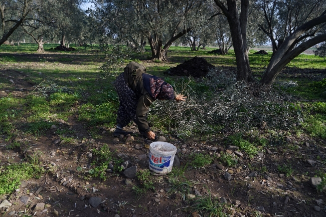 Zeytinlik hasadı sonrası başakçıların zorlu mesaisi