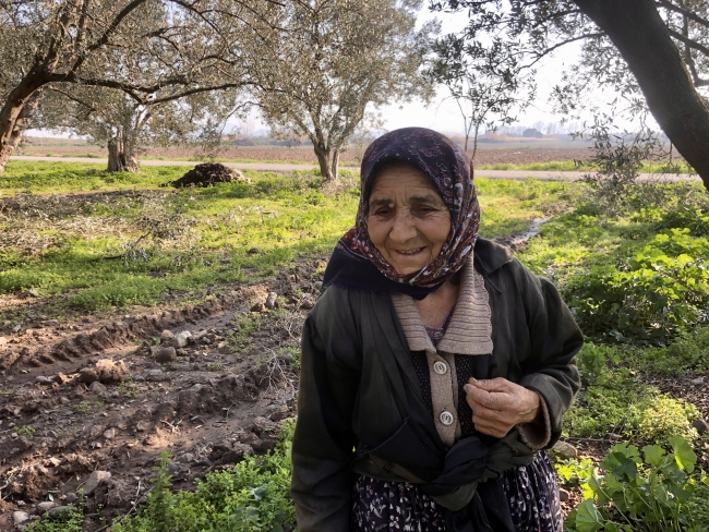Zeytinlik hasadı sonrası başakçıların zorlu mesaisi