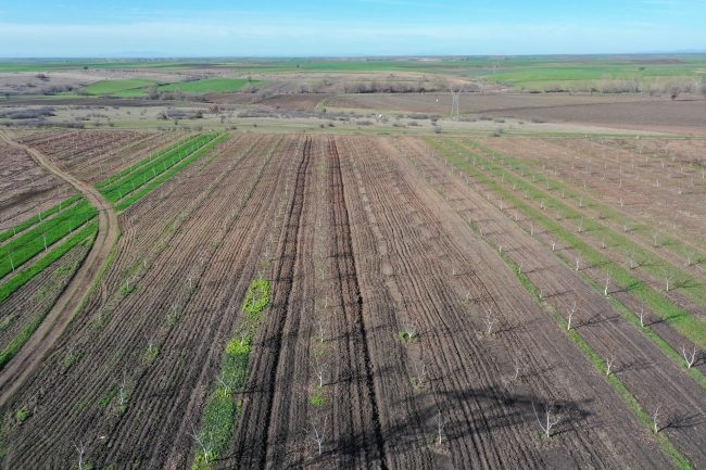 Üretime açılan hazine arazileri çiftçiye ek gelir kapısı oldu