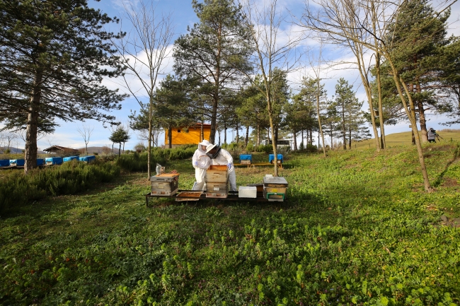 Arıcılara "ithal arı getirerek biyoçeşitliliği bozmayın" uyarısı