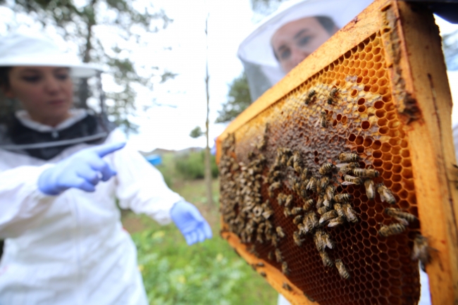 Arıcılara "ithal arı getirerek biyoçeşitliliği bozmayın" uyarısı