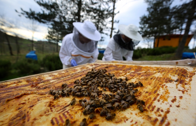 Arıcılara "ithal arı getirerek biyoçeşitliliği bozmayın" uyarısı