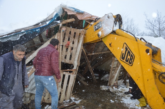Bursa'da kar nedeniyle ahırın çatısı çöktü: 4 kuzu telef oldu