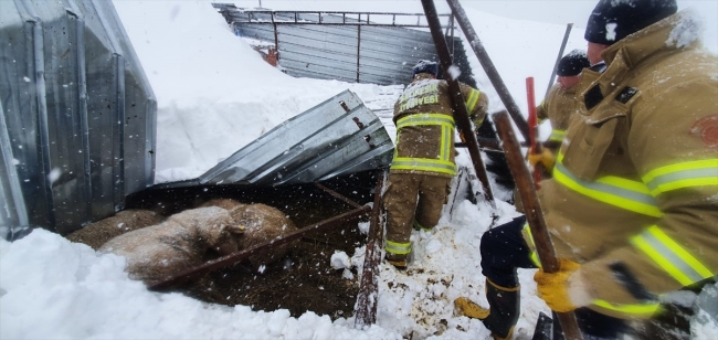 Balıkesir'de kar nedeniyle ahırın çatısı çöktü: 10 koyun telef oldu