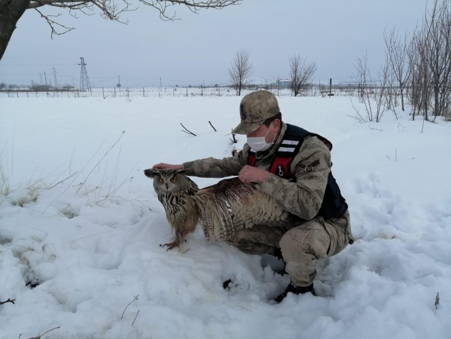 Malatya'da yaralı puhu tedaviye alındı