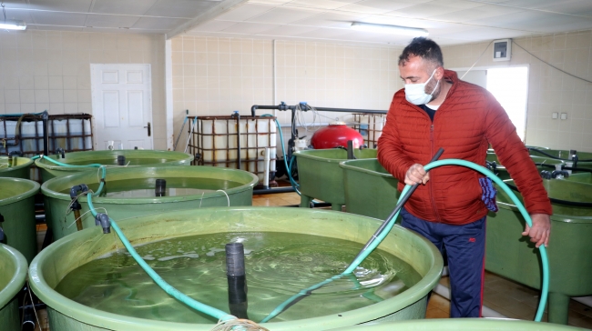 Üniversite 4 yılda 25 bin çipura ve levrek üretti