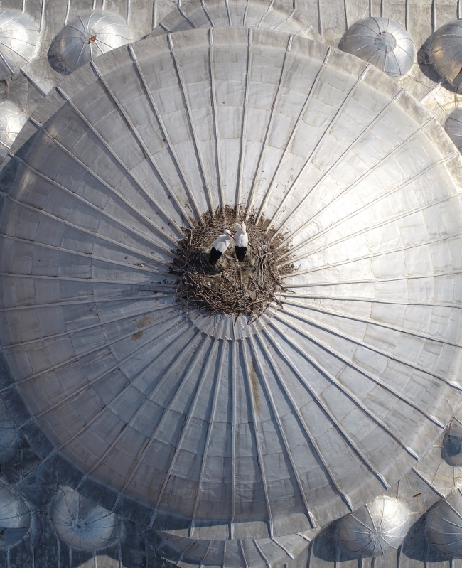 Cami kubbesine yuva yapan 2 leylek 4 yıldır göç etmedi