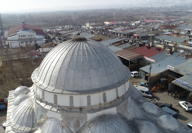 Cami kubbesine yuva yapan 2 leylek 4 yıldır göç etmedi