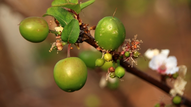 Erkenci eriğin hasadına başlandı